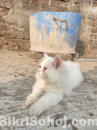 Persian cat